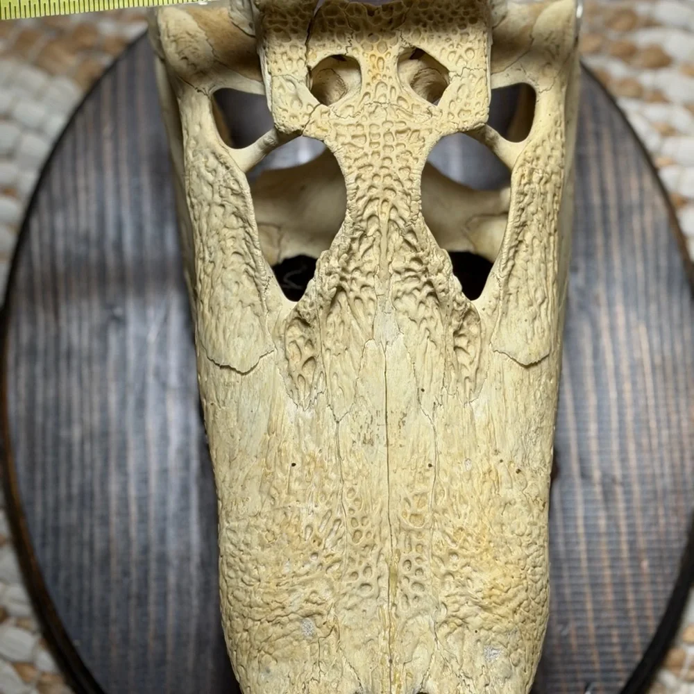 Reptile Skull Decor - Tan